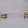Red-billed Teal (Anas erythrorhyncha)