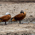 South African Shelduck (Tadorna cana)