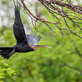 African Darter (Anhinga rufa)