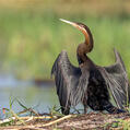 African Darter (Anhinga rufa)