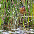 Little Bittern (Ixobrychus minutus)