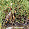 Purple Heron (Ardea purpurea)