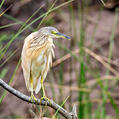 Squacco Heron (Ardeola ralloides)