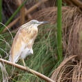 Squacco Heron (Ardeola ralloides)