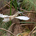Squacco Heron (Ardeola ralloides)