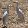Western Cattle Egret (Bubulcus ibis)