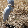 Western Cattle Egret (Bubulcus ibis)