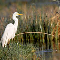 Yellow-billed Egret (Ardea brachyrhyncha)