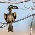 African Grey Hornbill (Lophoceros nasutus)