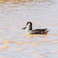 Pink-eared Duck (Malacorhynchus membranaceus)