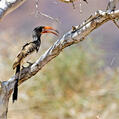 Monteiro's Hornbill (Tockus monteiri)