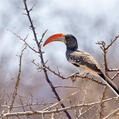 Monteiro's Hornbill (Tockus monteiri)