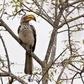 Southern Yellow-billed Hornbill (Tockus leucomelas)