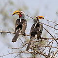 Southern Yellow-billed Hornbill (Tockus leucomelas)