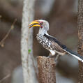 Southern Yellow-billed Hornbill (Tockus leucomelas)