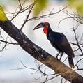 Southern Ground Hornbill (Bucorvus leadbeateri)
