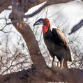 Southern Ground Hornbill (Bucorvus leadbeateri)