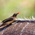 Red-billed Oxpecker (Buphagus erythrorynchus)