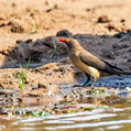 Red-billed Oxpecker (Buphagus erythrorynchus)