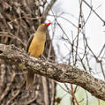 Red-billed Oxpecker (Buphagus erythrorynchus)