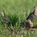 Spotted Thick-knee (Burhinus capensis)