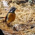 Drakensberg Rockjumper (Chaetops aurantius)