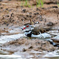 Three-banded Plover (Charadrius tricollaris)