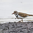 Three-banded Plover (Charadrius tricollaris)