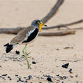White-crowned Lapwing (Vanellus albiceps)