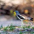 White-crowned Lapwing (Vanellus albiceps)