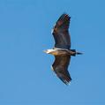 White-necked Heron (Ardea pacifica)