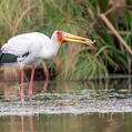 Yellow-billed Stork (Mycteria ibis)