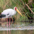 Yellow-billed Stork (Mycteria ibis)