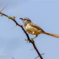 Black-chested Prinia (Prinia flavicans)