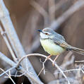 Black-chested Prinia (Prinia flavicans)