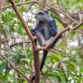 Blue Monkey (Cercopithecus mitis)