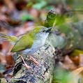 Green-backed Camaroptera (Camaroptera brachyura)