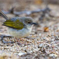 Green-backed Camaroptera (Camaroptera brachyura)