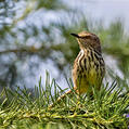 Karoo Prinia (Prinia maculosa)