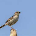 Levaillant's Cisticola (Cisticola tinniens)