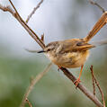 Tawny-flanked Prinia (Prinia subflava)
