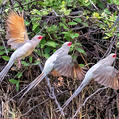 Red-faced Mousebird (Urocolius indicus)