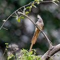 Speckled Mousebird (Colius striatus)