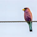 Broad-billed Roller (Eurystomus glaucurus)