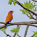 Broad-billed Roller (Eurystomus glaucurus)