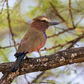 Purple Roller (Coracias naevius)