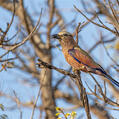 Purple Roller (Coracias naevius)