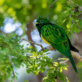 African Emerald Cuckoo (Chrysococcyx cupreus)