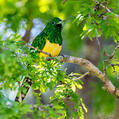 African Emerald Cuckoo (Chrysococcyx cupreus)