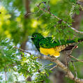 African Emerald Cuckoo (Chrysococcyx cupreus)